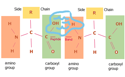 Peptide Bond with Water